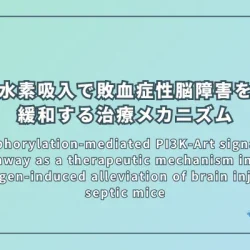 Phosphorylation-mediated PI3K-Art signalling pathway as a therapeutic mechanism in the hydrogen-induced alleviation of brain injury in septic mice（リン酸化調節によるPI3K-Aktシグナル伝達経路が水素吸入で敗血症性脳障害を緩和する治療メカニズムとなり得るマウスモデル研究）