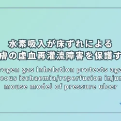 Hydrogen gas inhalation protects against cutaneous ischaemia/reperfusion injury in a mouse model of pressure ulcer（水素吸入がマウス圧迫創傷モデルにおける皮膚の虚血再灌流障害を保護する）