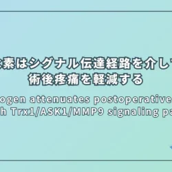Hydrogen attenuates postoperative pain through Trx1/ASK1/MMP9 signaling pathway（水素はTrx1/ASK1/MMP9シグナル伝達経路を介して術後疼痛を軽減する）