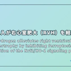 Hydrogen alleviates right ventricular hypertrophy by inhibiting ferroptosis via restoration of the Nrf2/HO-1 signaling pathway(水素はNrf2/HO-1シグナル伝達経路の回復を介してフェロトーシスを阻害することにより、右心室肥大を軽減する)